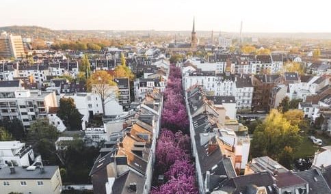 Eine Straße in Bonn mit Kirschbäumen