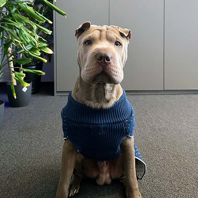 Portrait eines Hundes